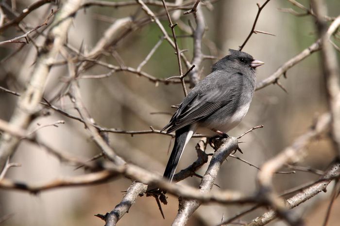 The Bacterial Surprise in This Bird's Smell