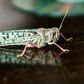 Desert locusts threaten East Africa's food security