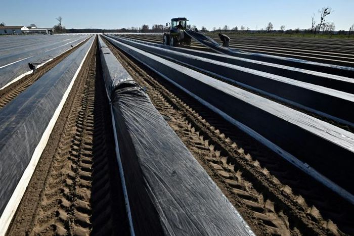 German farmers are concerned that the restrictions imposed to fight coronavirus will mean they struggle to find the migrant workers they need to bring in their asparagus crops