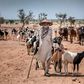 Dairy farmers in arid portions of West Africa are nomadic, making developing business to fully meet demand difficult