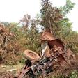 Wreckage of an army truck that struck a roadside bomb near Fada N'gourma, eastern Burkina Faso, on August 28. Seven members of the security forces were killed