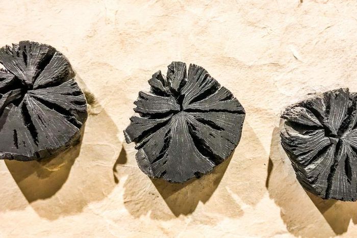 Watch Dr. P Extract 'Breathtaking' Blackheads