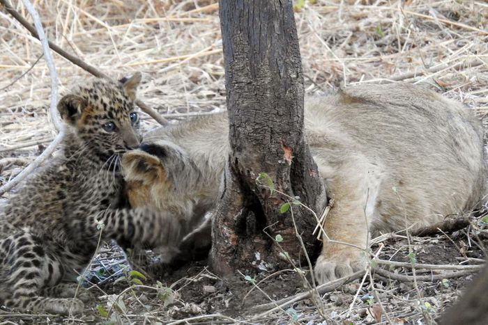 The Leopard Cub With the Lioness Mom