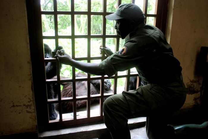 Virunga is home to a world-famous population of mountain gorillas