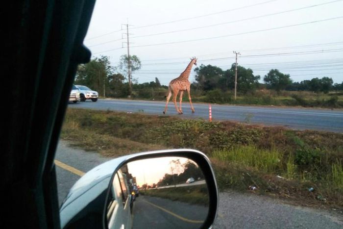 One of the runaway giraffes was spotted crossing the road in Bang Khla, Thailand