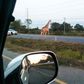 One of the runaway giraffes was spotted crossing the road in Bang Khla, Thailand