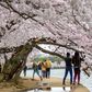 Washington's famous cherry blossoms, pictured on March 21, opened just as most public attractions across the city closed and nearly a billion people were confined to their homes worldwide