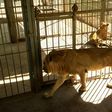 Malnourished lion and lioness rest in their cages after receiving  treatment at Al-Qurashi Family Park in the Sudanese capital Khartoum