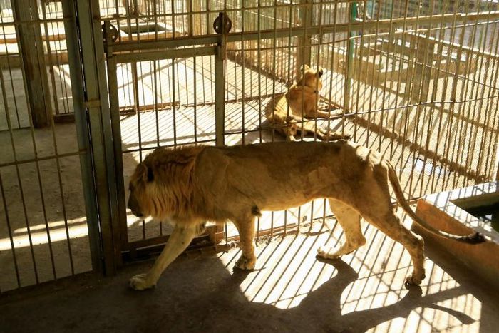 Malnourished lion and lioness rest in their cages after receiving  treatment at Al-Qurashi Family Park in the Sudanese capital Khartoum