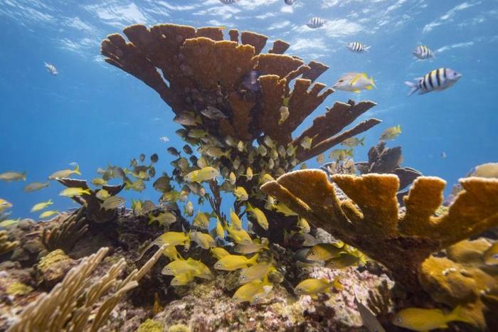 Reefs all over the world are being affected by the toxins in sunscreens