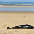 Between January and April 2019, 1,200 small cetaceans washed up dead on the beaches of France's west coast - 880 of them common dolphins