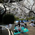 It is a Japanese tradition to eat and drink under the cherry trees
