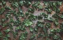 kale chips