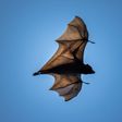How Is The Novel Coronavirus Related To Bats?