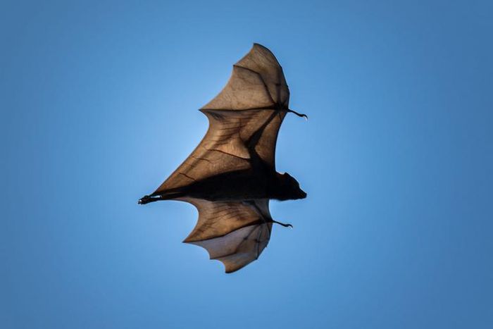 How Is The Novel Coronavirus Related To Bats?