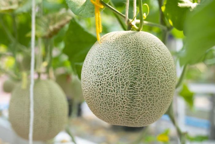 Dr. Pimple Popper Just Popped A Melon Lipoma