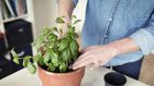 How to Grow, Store, and Eat Fresh Basil