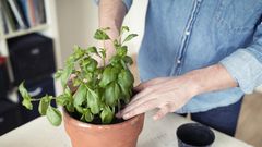How to Grow, Store, and Eat Fresh Basil