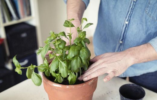 How to Grow, Store, and Eat Fresh Basil
