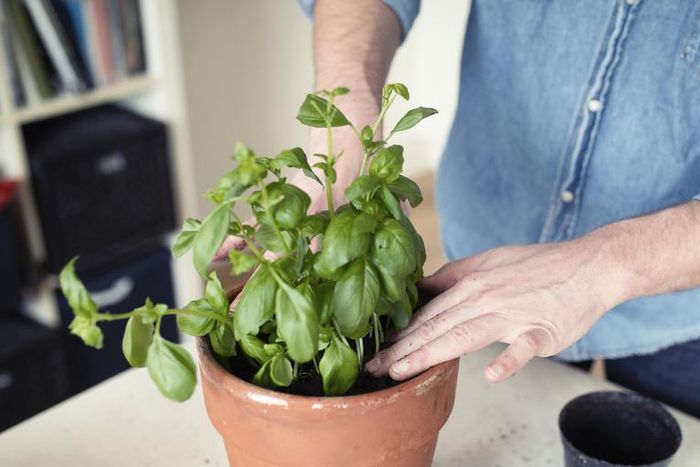 How to Grow, Store, and Eat Fresh Basil