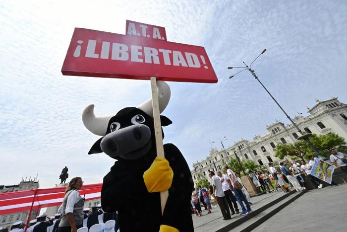 Bull and cock fighting have been popular activities in Peru since the Spanish colonization