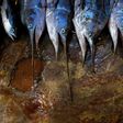 Fishing is a major contributor to Namibia's export earnings
