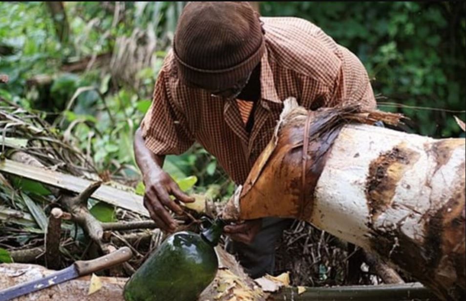 Here are 6 reasons why you should drink palm wine often