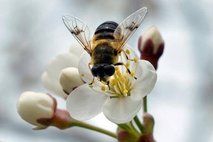 Scientists are hoping the increased attention on the importance of pollination to our natural habitat will cast a light on the often-overlooked role of the hoverfly
