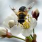 Scientists are hoping the increased attention on the importance of pollination to our natural habitat will cast a light on the often-overlooked role of the hoverfly