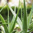 8 Legit Uses For Aloe Vera