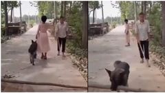 Woman mocks and passes by blind man but her dog removes log from road to save him (video)