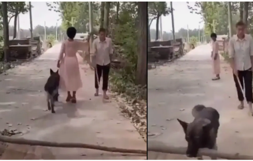 Woman mocks and passes by blind man but her dog removes log from road to save him (video)