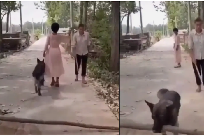 Woman mocks and passes by blind man but her dog removes log from road to save him (video)