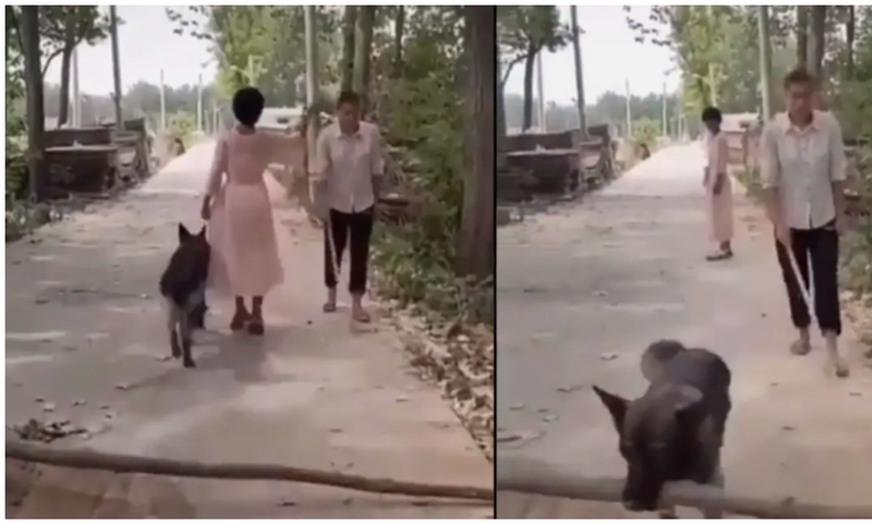 Woman mocks and passes by blind man but her dog removes log from road to save him (video)