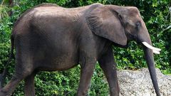 Wildlife: 4 poachers arrested for killing elephant in Ghana