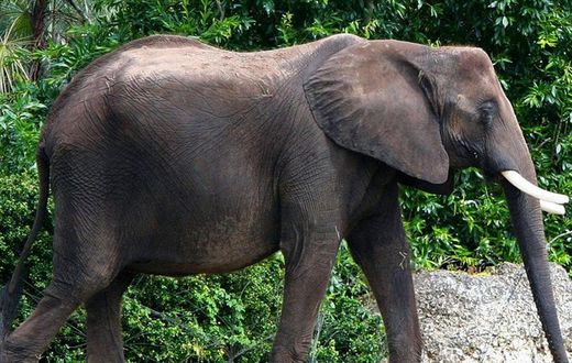 Wildlife: 4 poachers arrested for killing elephant in Ghana
