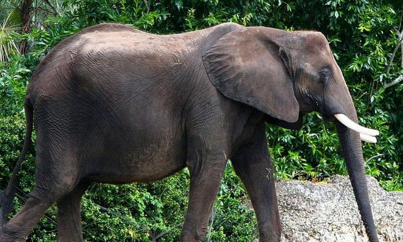 Wildlife: 4 poachers arrested for killing elephant in Ghana