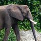 Wildlife: 4 poachers arrested for killing elephant in Ghana
