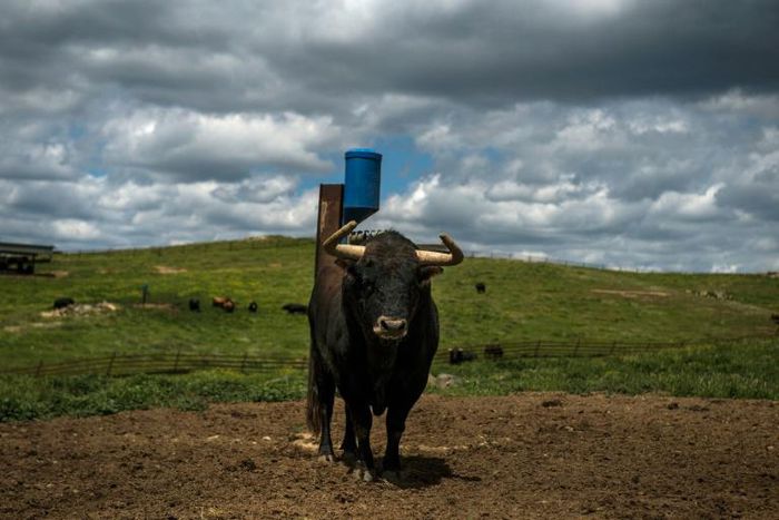 Raising a fighting bull costs a breeder between 4,000 and 5,000 euros, but 90 percent of the investment can be recouped by selling him for a show