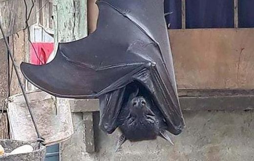 Photo of huge bat with ‘human-size’ is giving people nightmares