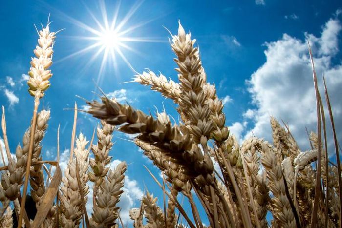 A picture taken on July 6, 2018 shows the bright sun shining over a wheat field in Giesen, northern Germany