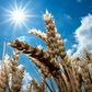 A picture taken on July 6, 2018 shows the bright sun shining over a wheat field in Giesen, northern Germany