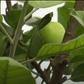 Apple tree