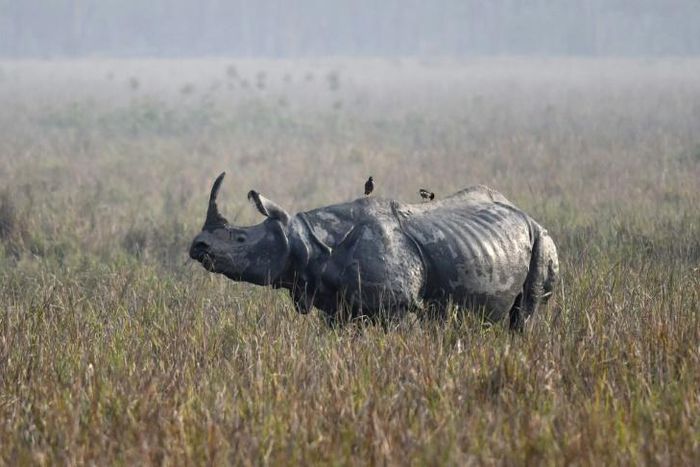 Hunting and habitat loss have slashed the number of one-horned rhinos to just a few thousand, almost all in the northeastern Indian state of Assam