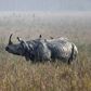 Hunting and habitat loss have slashed the number of one-horned rhinos to just a few thousand, almost all in the northeastern Indian state of Assam