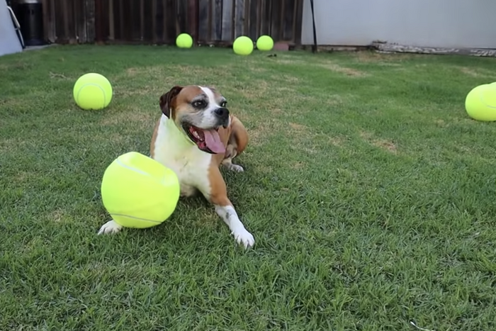 This Guy Surprised His Dog With 100 Tennis Balls