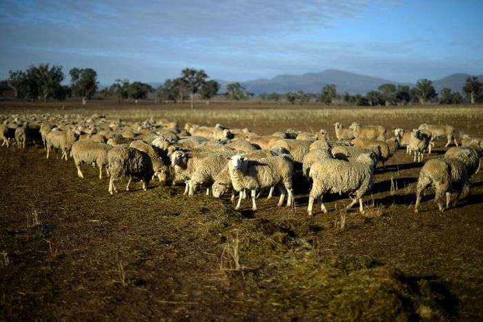 Years of drought in eastern Australia have forced many farmers to reduce their flocks