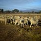 Years of drought in eastern Australia have forced many farmers to reduce their flocks