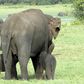 The young tuskers - who rangers estimate are three to four weeks old - were spotted in the Minneriya sanctuary in Sri Lanka