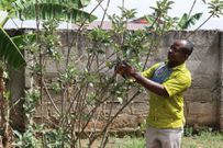 CSIR finally confirms growth of apple at Atimatim Taaboum in the Ashanti region